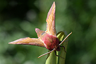Deilephila porcellus Deilephila porcellus